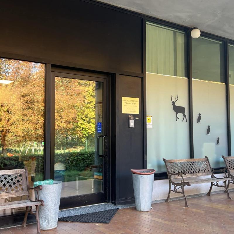 San Michele - BluVet Gruppo Ca' Zampa - Ospedale Veterinario