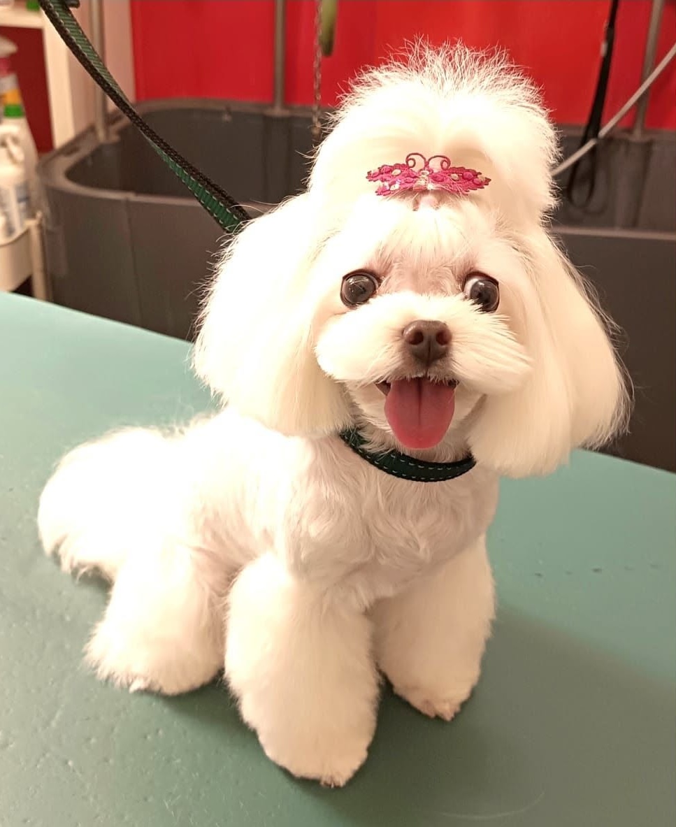 Domydog — 5