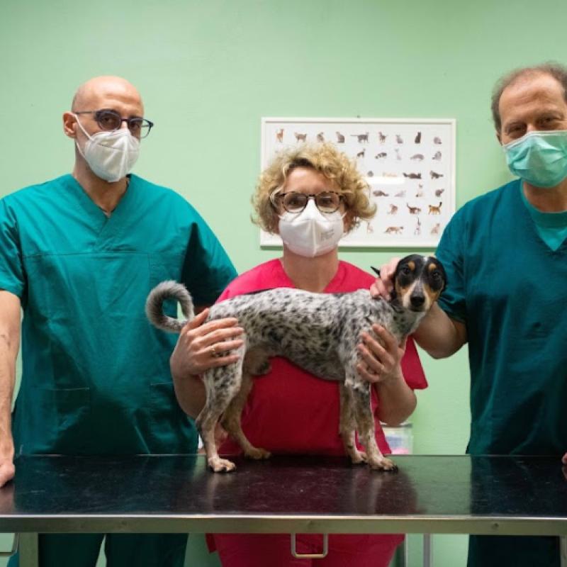 Dott.ssa Livraghi Elisa - Ambulatorio Veterinario