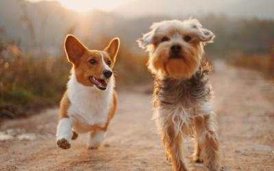Dott.ssa Di Bernardo Annamaria - Ambulatorio veterinario