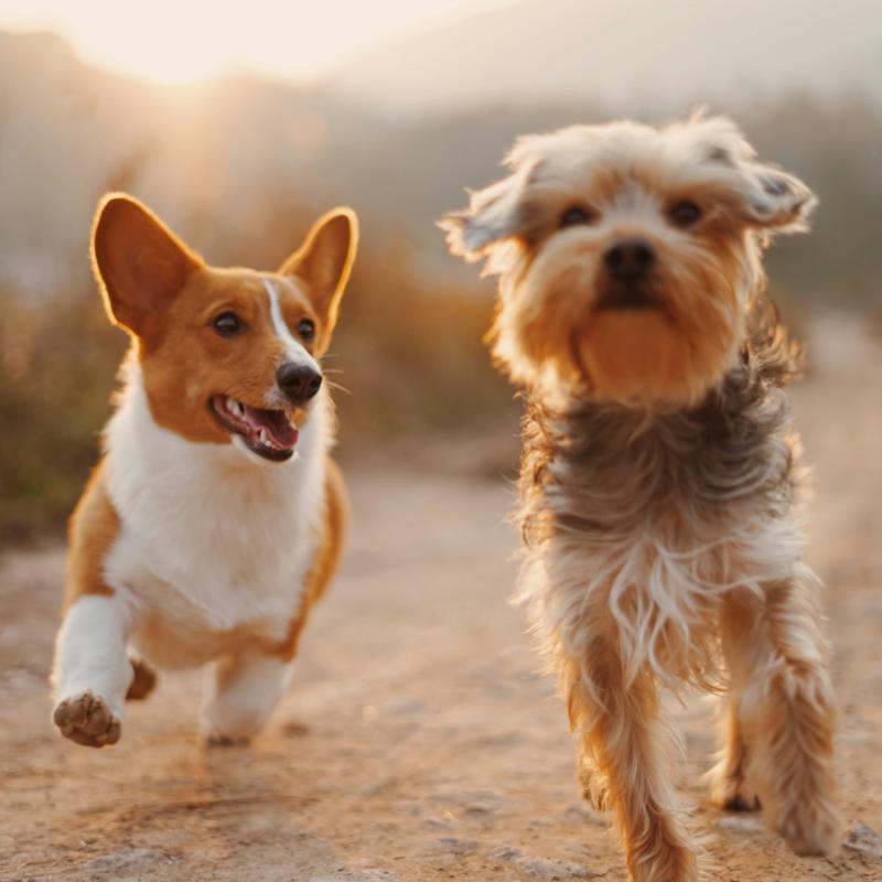 Dott.ssa Di Bernardo Annamaria - Ambulatorio veterinario