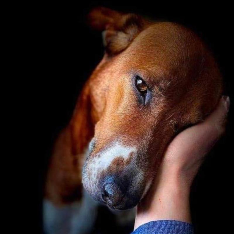 Clinica Veterinaria Tavazzano