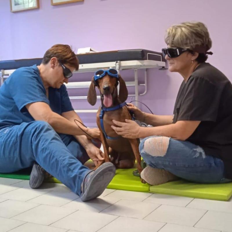 Zampe, Amore e Fisioterapia