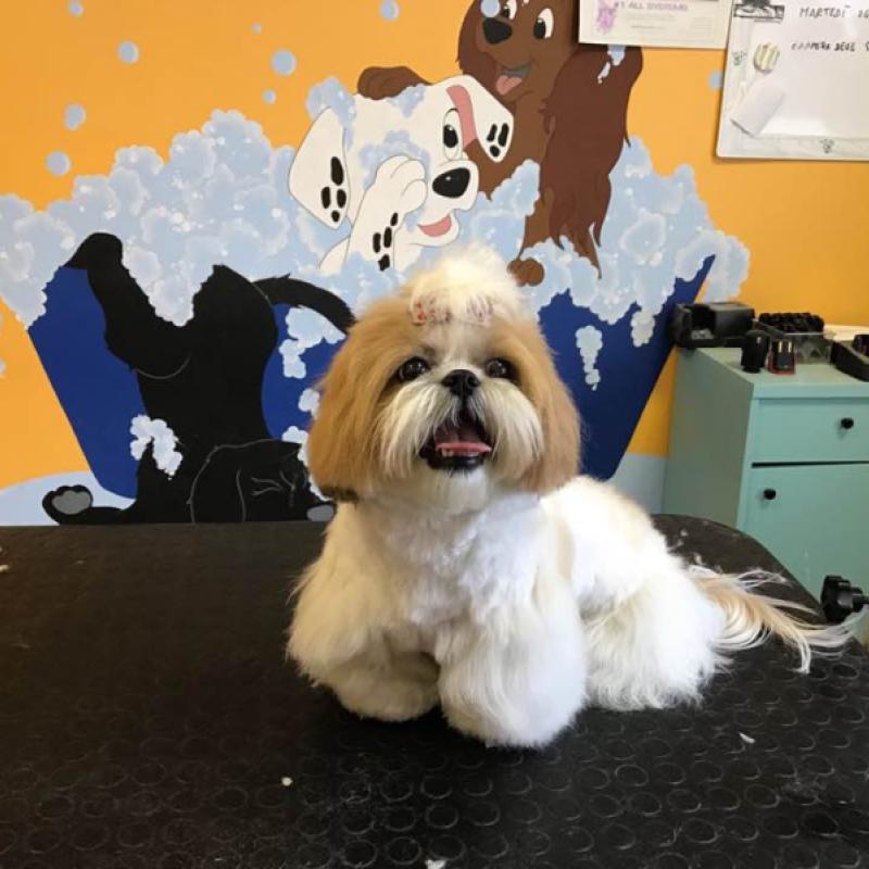 Peluche